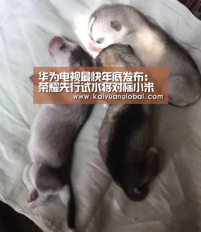 开元娱乐